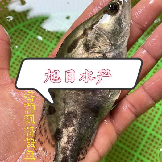 广州桂鱼苗  【桂鱼、鳜鱼、】淡水养殖，以小鱼为主料，人工饲养，