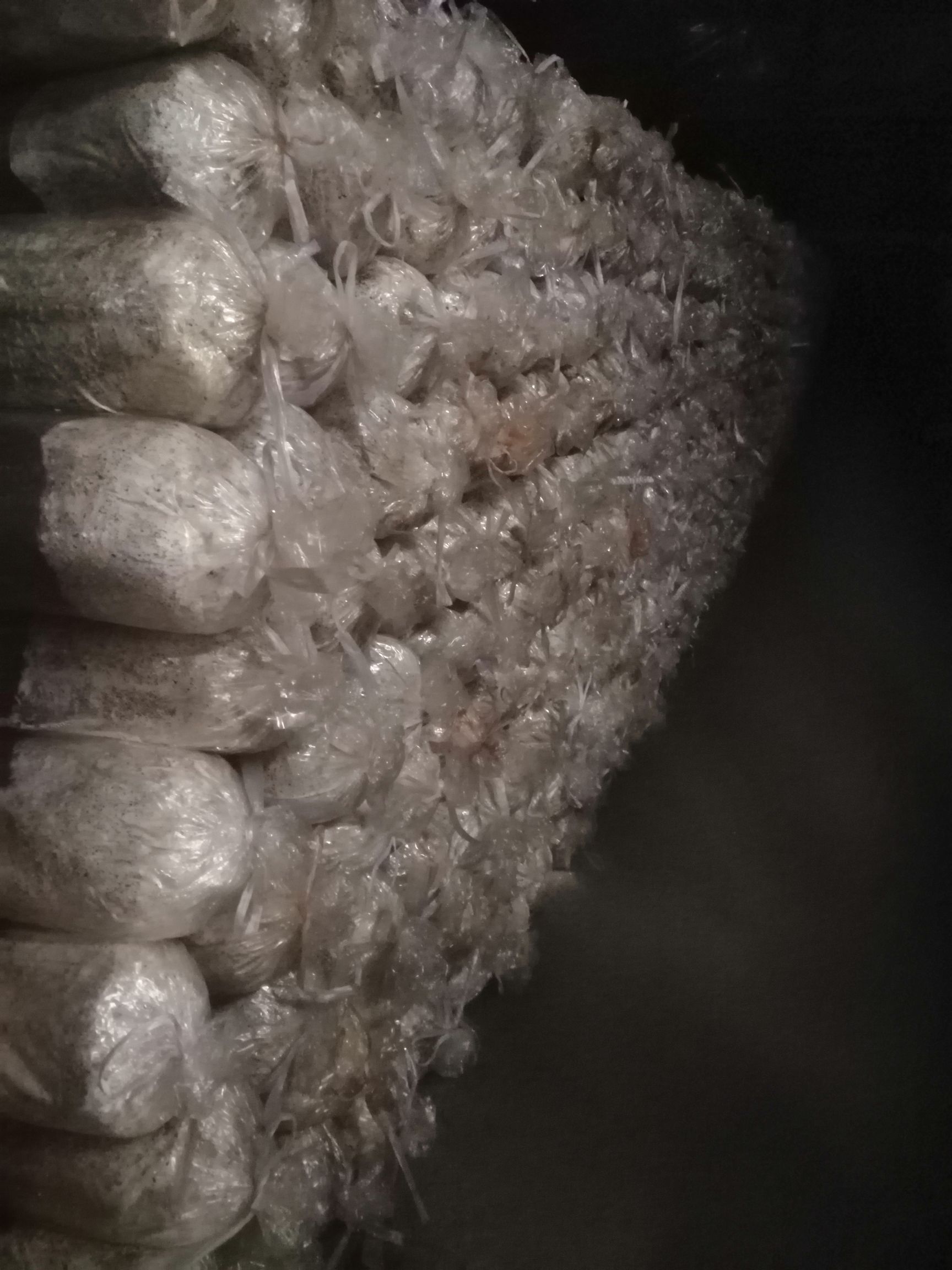 茶树菇菌种  茶树菇菇筒原种，拉回去就可以出菇