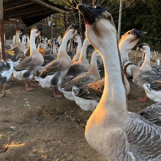 安远县狮头鹅 正宗师头鹅，河边养殖，环境优美