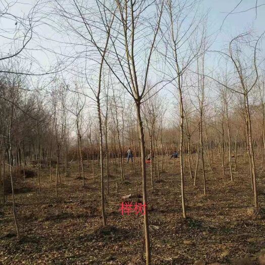 睢宁县小叶榉树 