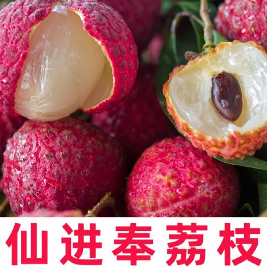 鸡嘴荔枝苗 广州仙进奉 观音绿  荔枝王苗桂味 无核荔枝妃