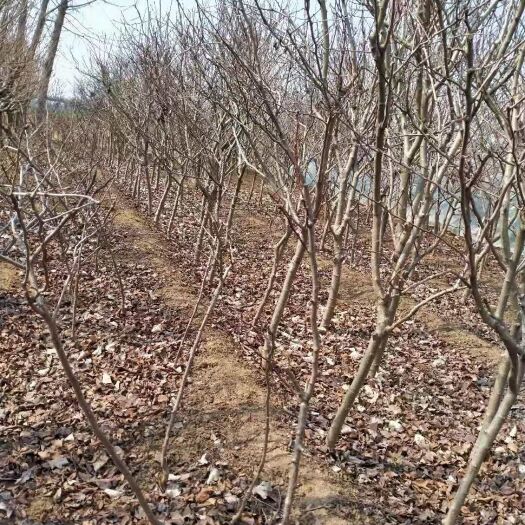 泰安甜红子山楂苗 