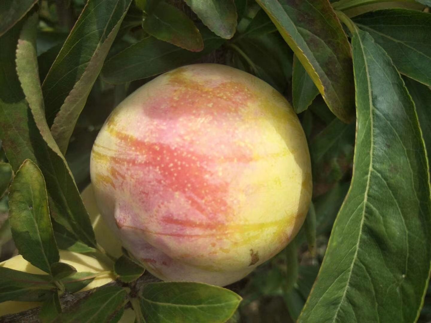 大量李子天特一号六月紫上市50起步六月红李