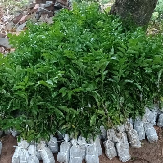 灵山县黑黄皮果苗  嫁接正品黑黄皮、金蛋黄皮。质量有保证