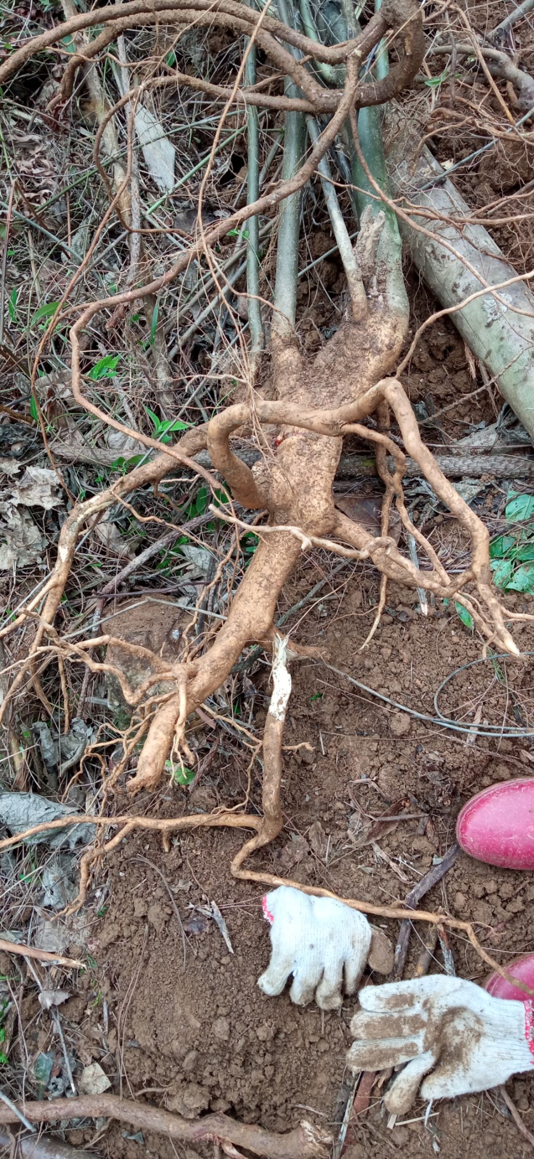 岗梅根，鲜货，下单即挖