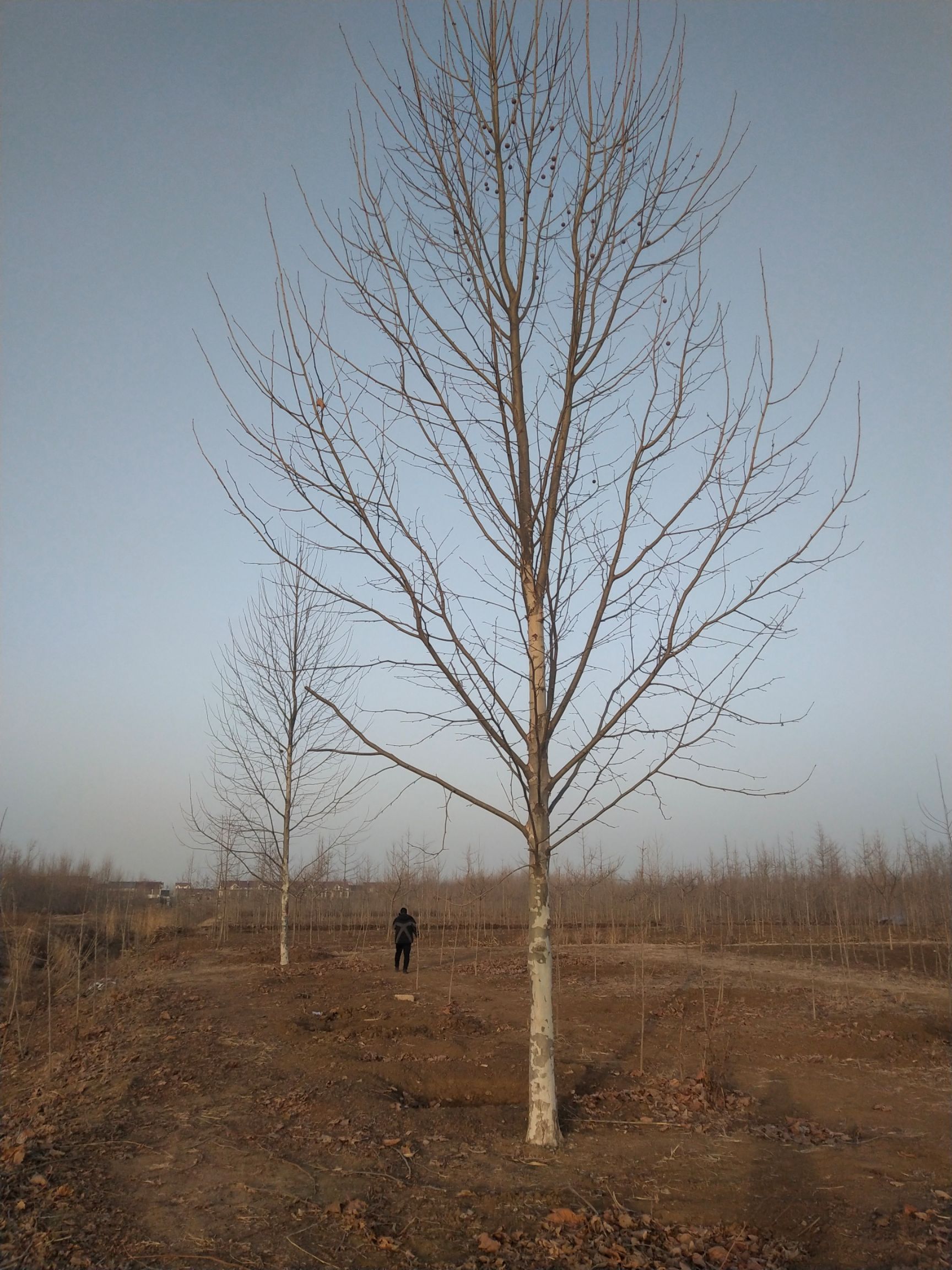 法国梧桐  20公分法桐，基地直销，质量保障