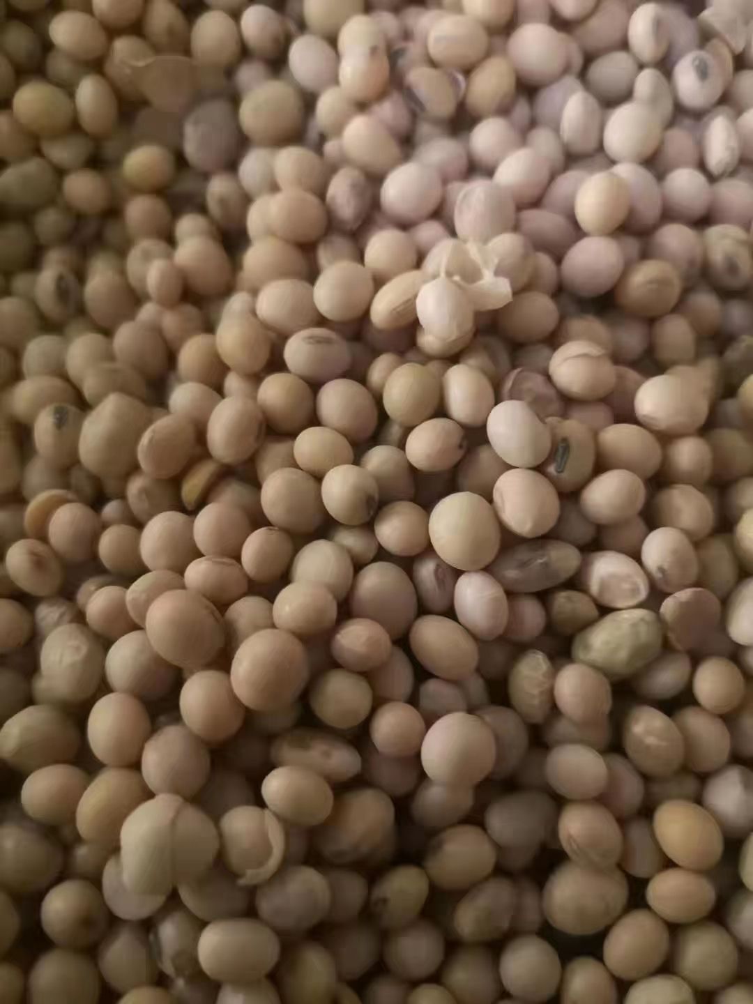 优质大豆  压榨 豆制品  货真价实 颗粒均匀 饱满