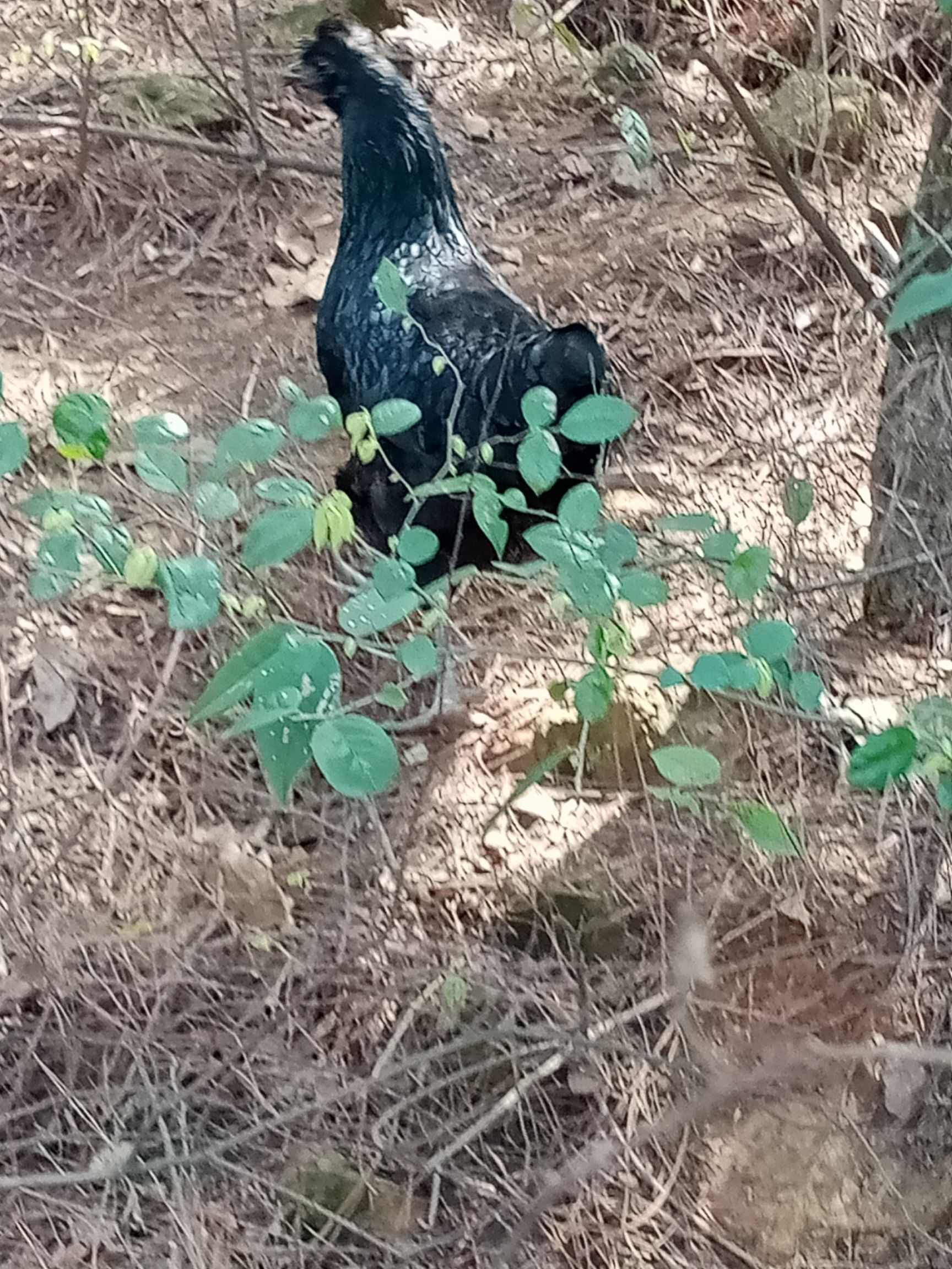 散养五黑鸡蛋土鸡蛋月子蛋宝宝蛋受精蛋