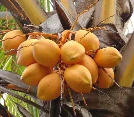 灵山县椰子苗  优质泰国矮化金椰，带壳带叶盘栽地栽，四季结果南方种植
