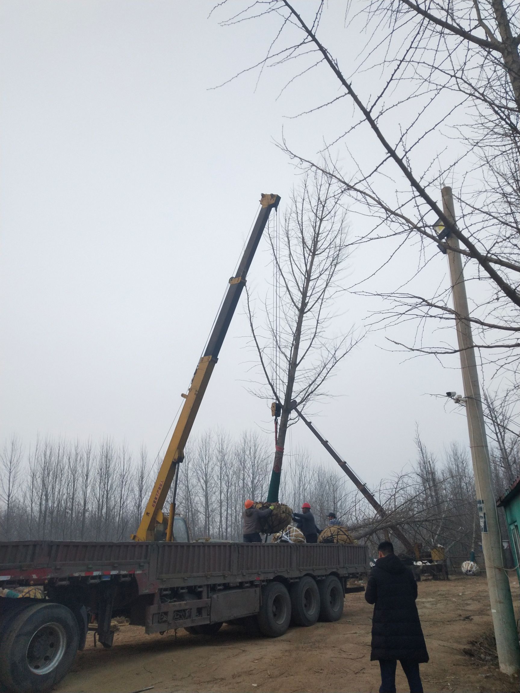 18公分银杏树 产地直销