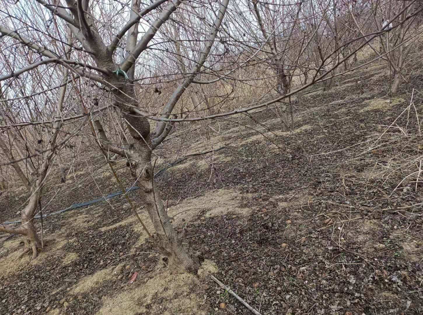 桃树苗 优质黄桃树