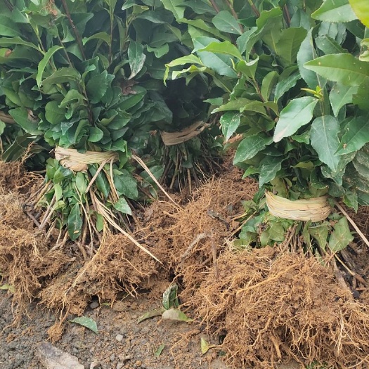 雅安茶树苗  福选九号名选131福鼎白茶安梅占