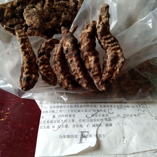 方城县冬虫夏草 