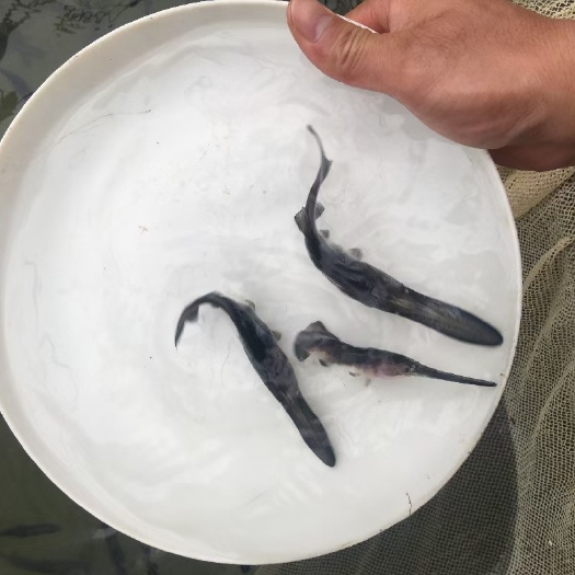 广州优质鸭嘴鱼苗大鸭嘴鱼苗路亚苗鸭嘴鱼苗鱼场直销