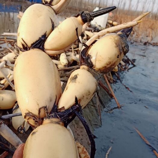 菏泽花奇莲藕 山东省菏泽市牡丹区 水洗藕
