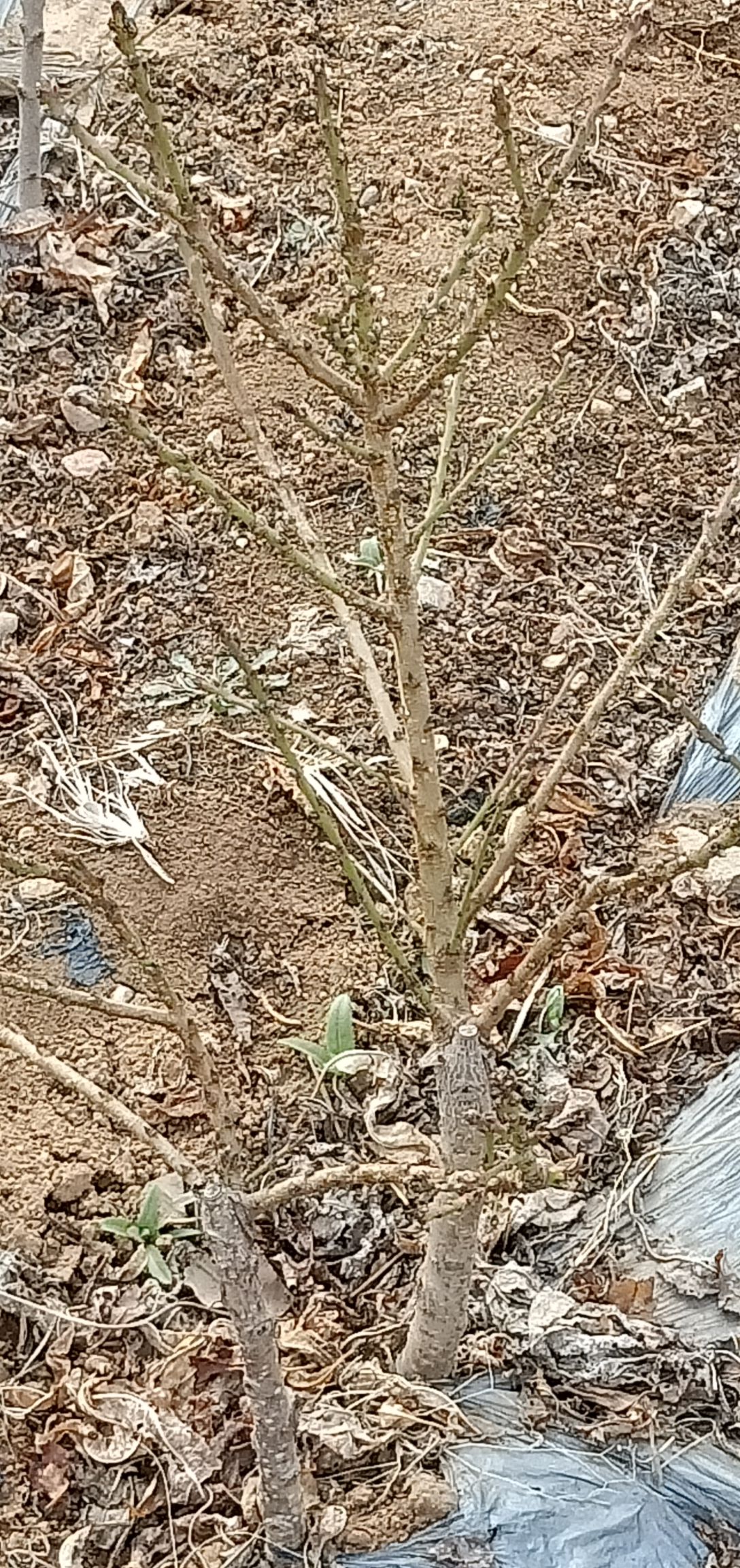 无忧树  波姬红，两年，一年，各种苗木