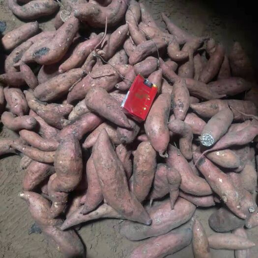 广宗县 龙薯九种薯，也可做商品