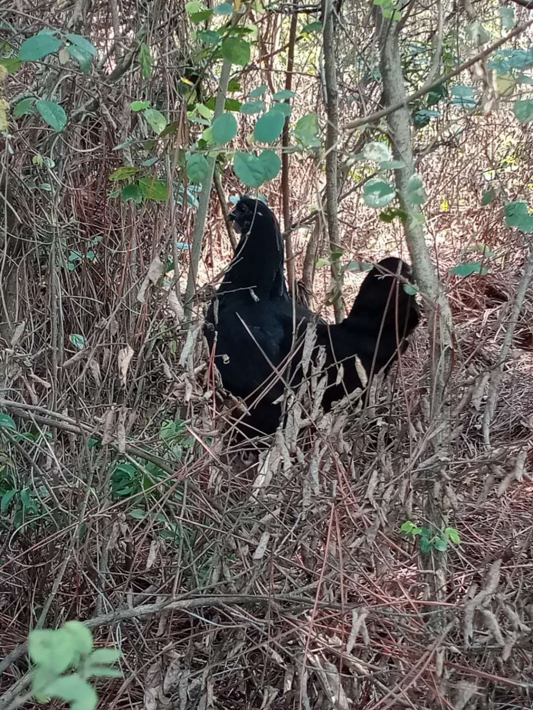 散养五黑鸡蛋土鸡蛋月子蛋宝宝蛋受精蛋