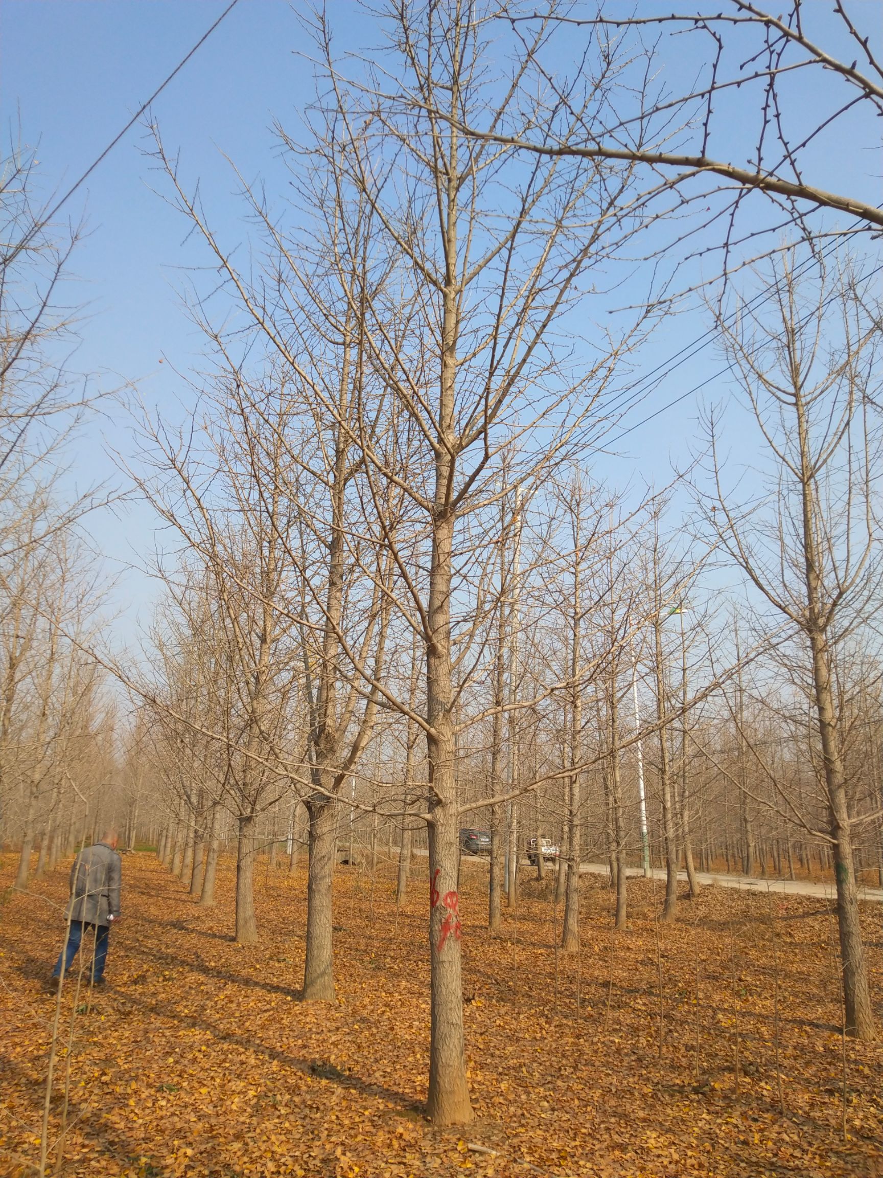 20公分银杏树，基地直销，一手货源