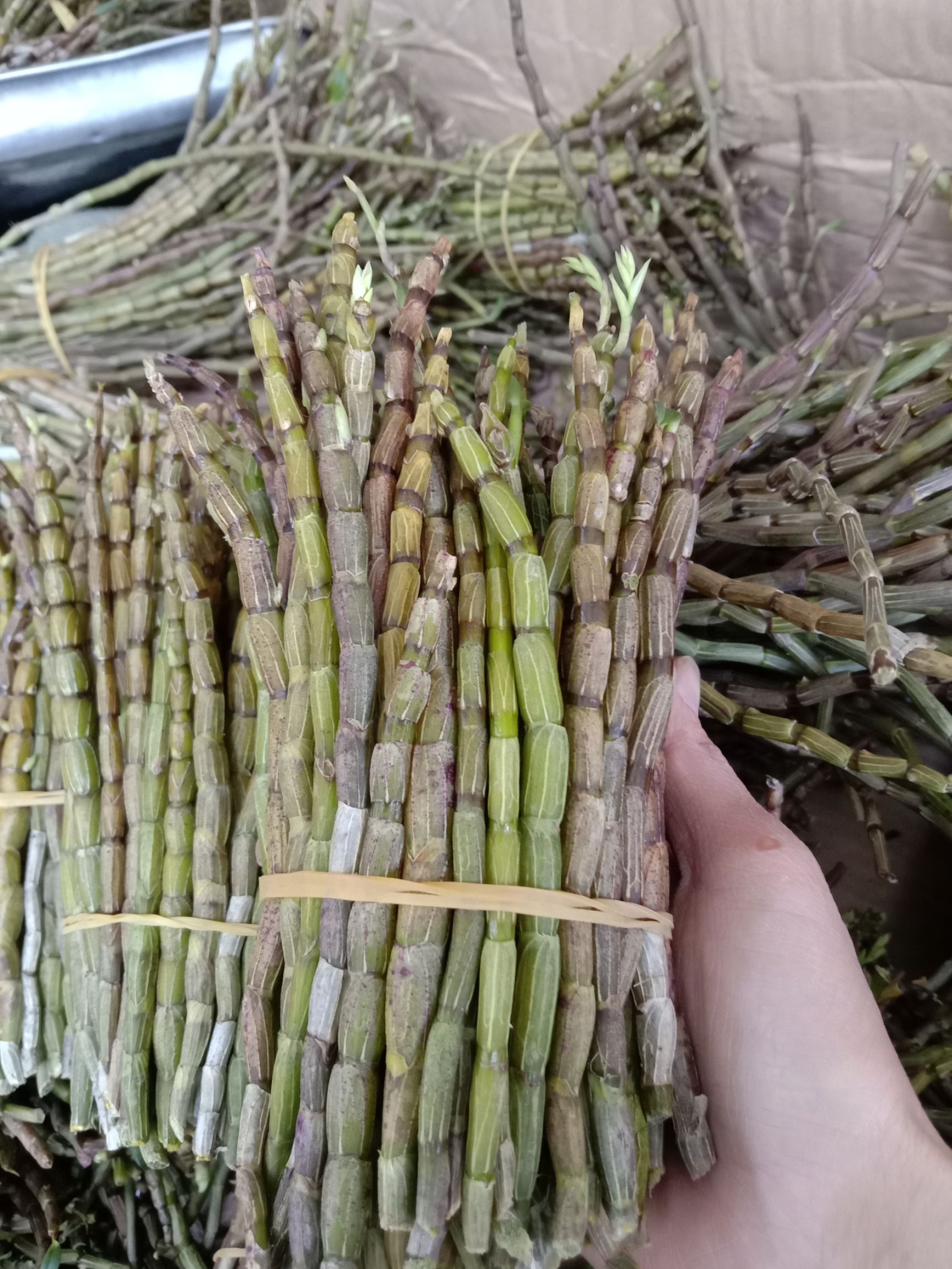 鲜石斛，中药材石斛