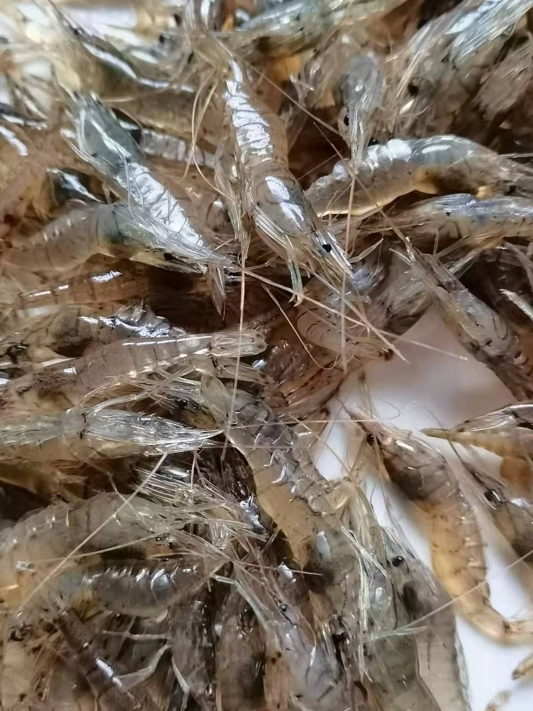 米虾白米虾，活为强，干净