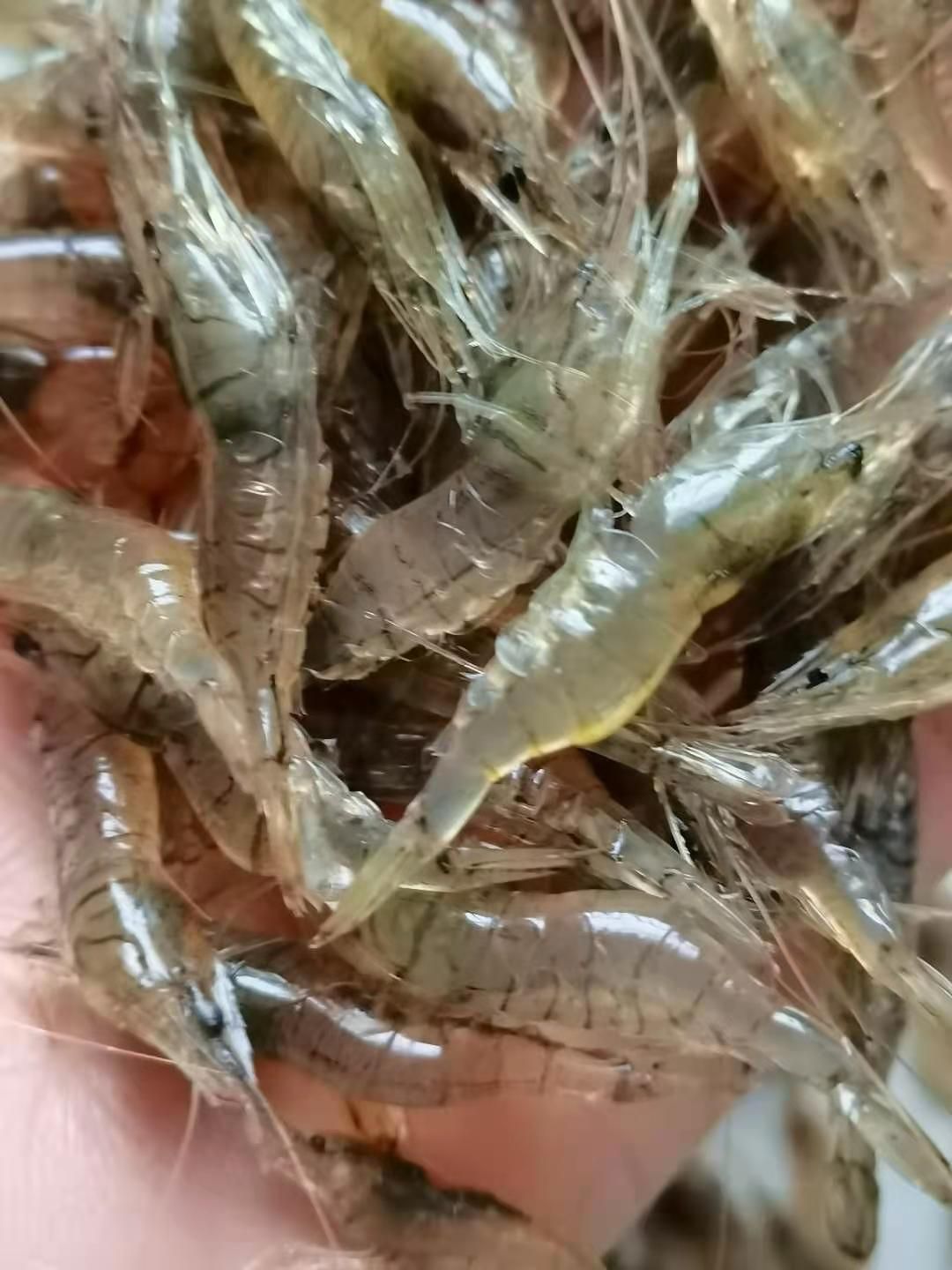米虾白米虾，活为强，干净