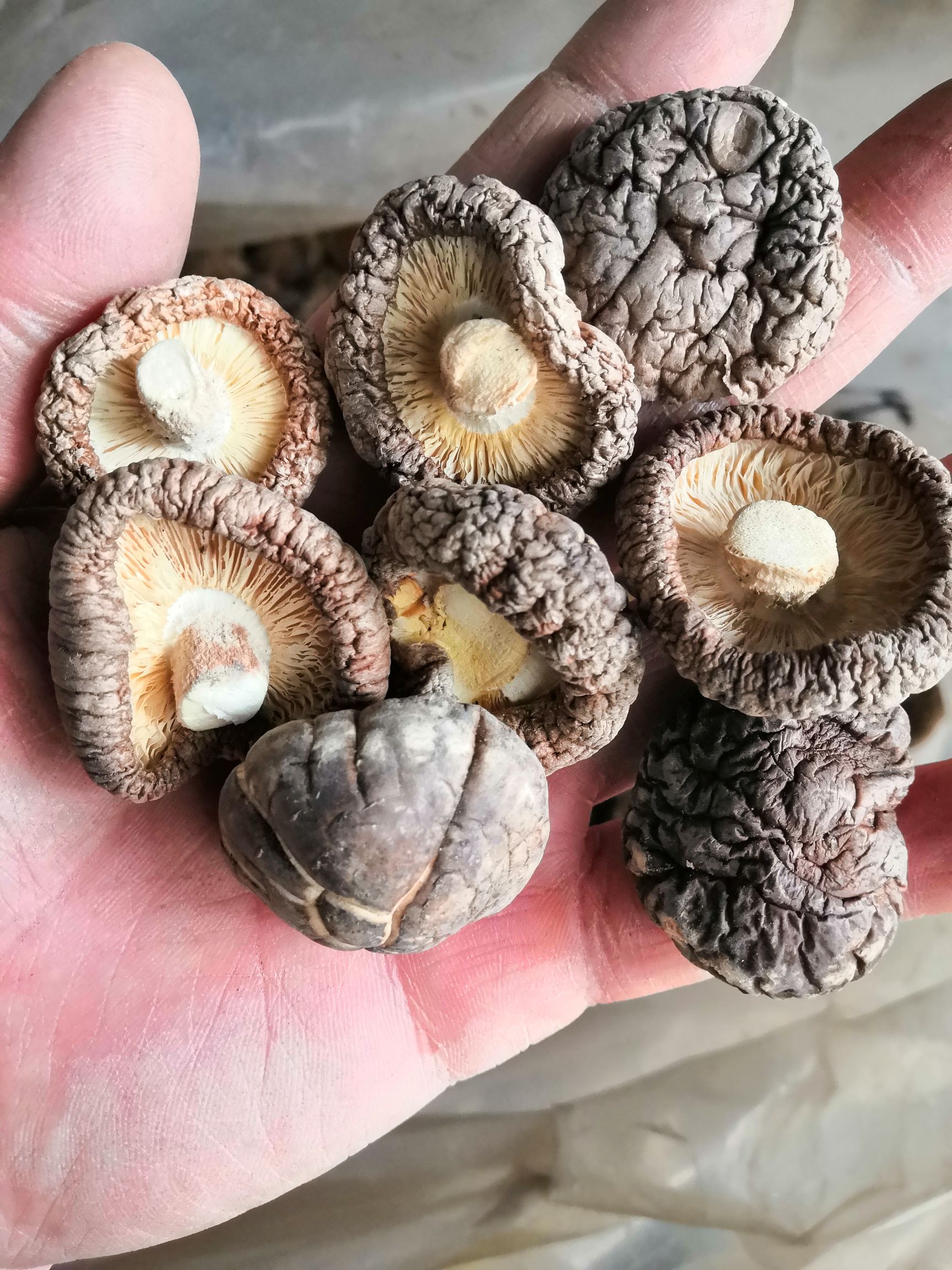 河南小香菇香菇干货