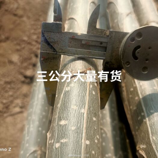 临清市 精品三公分107速生杨