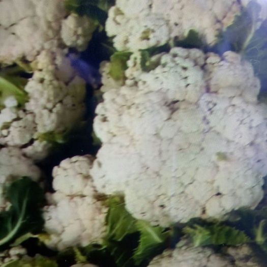 沛县白花菜花 适中 江苏省徐州市沛县 2~3斤 