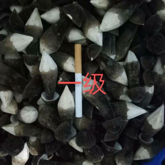 菏泽鸡枞菌  长期大量出售黑皮鸡纵菌
