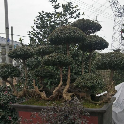 益阳三叶轮生  红芽 细叶赤楠  百年古桩  天然舍利镂空