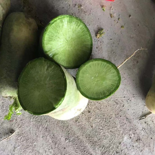 开封青萝卜 青皮萝卜
