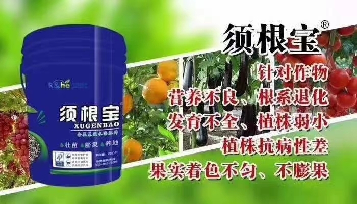 项城市螯合肥料 须根宝桶肥