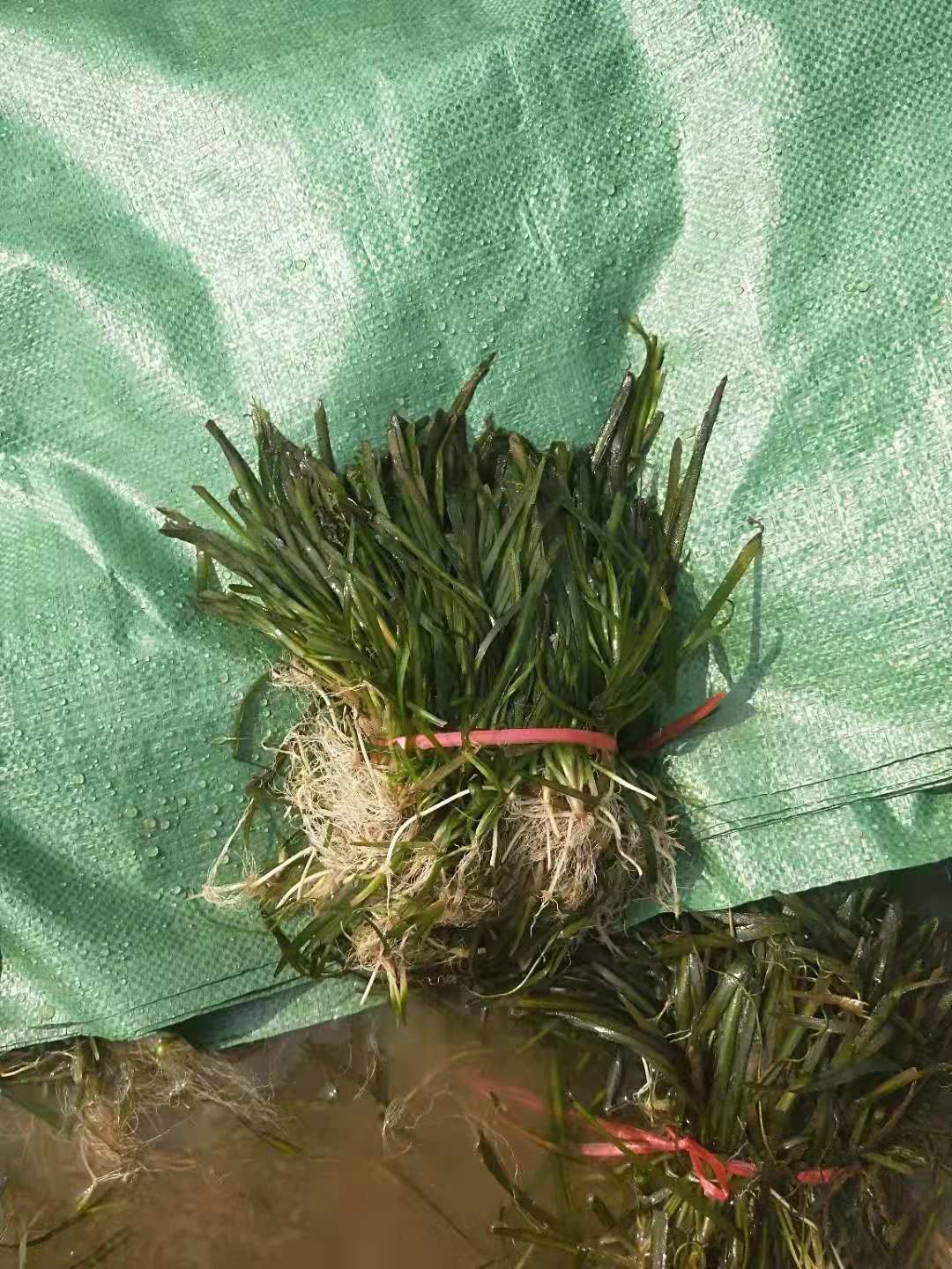 养虾养蟹苦草，水草