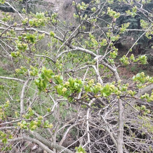 孝昌县珍珠花菜  纯绿色食品，无任何污染，天然。