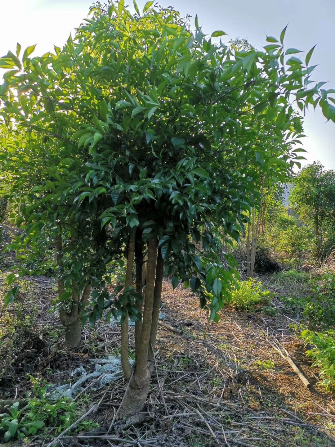 菜豆树  广东清远幸福树大量出货