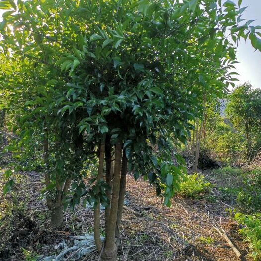 连南县菜豆树  广东清远幸福树大量出货