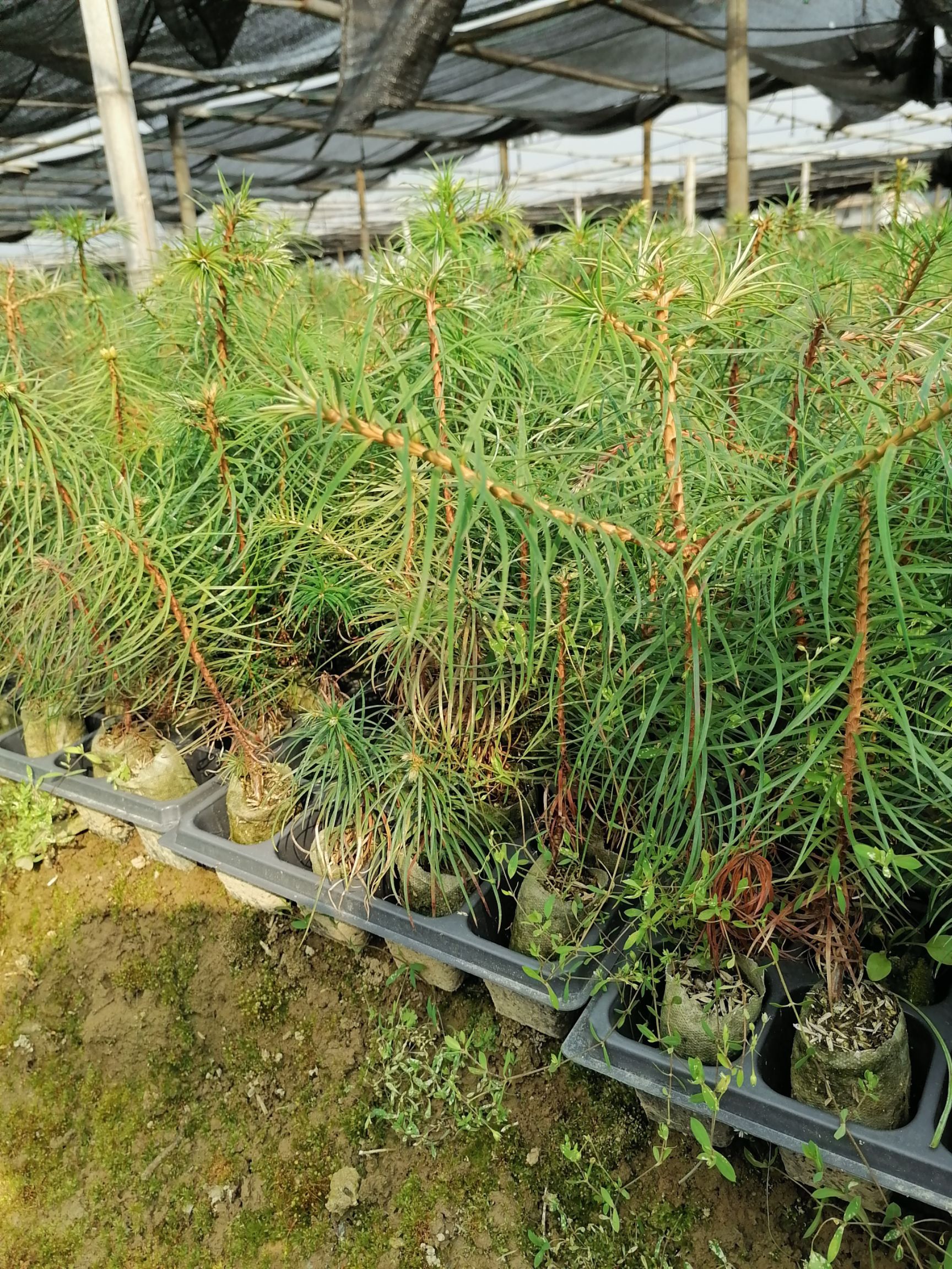  柳州融安香杉牌速生杉木苗