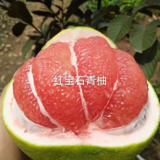 灵山县泰国红宝石柚苗  泰国红宝石青柚子树苗新品种