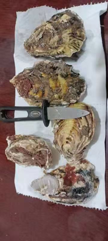 乐亭县净化蚝 生蚝大量批发，俩字，便宜