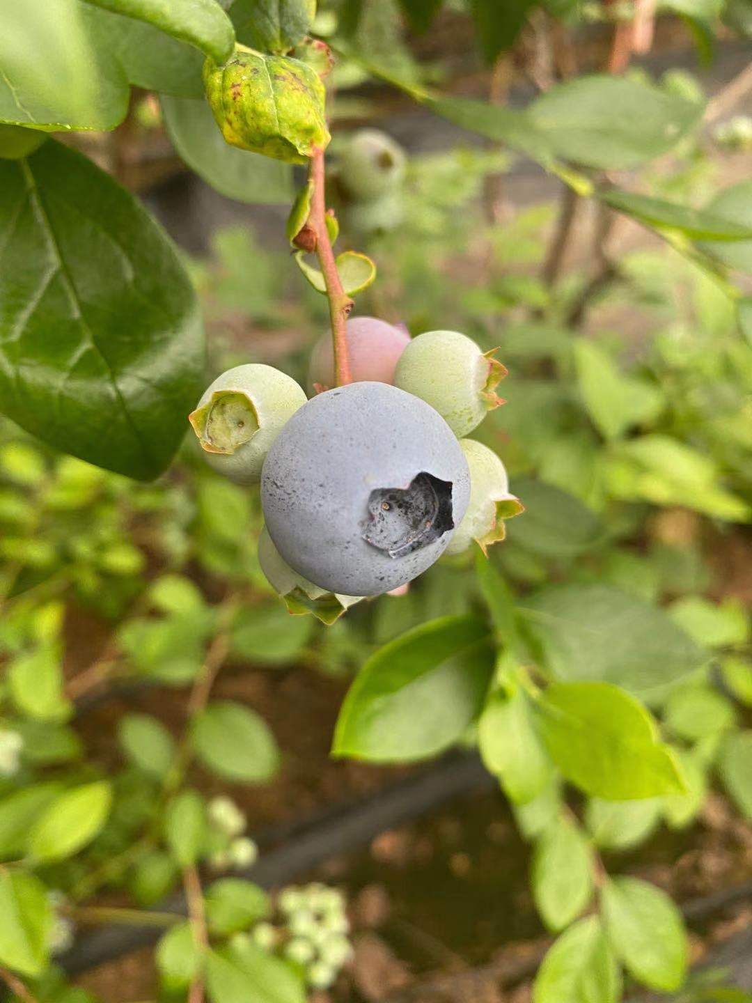 山东蓝莓  青岛蓝莓鲜果！品种多口感好质量高，欢迎老板下单