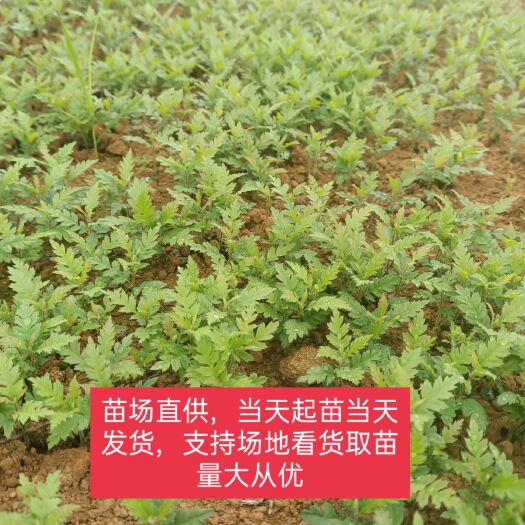 阳朔县杨梅树苗  杨梅苗  杨梅小苗  杨梅芽苗