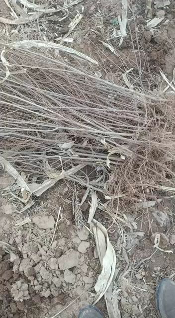 小榆树苗，当年生小榆树苗量大，面积2000亩