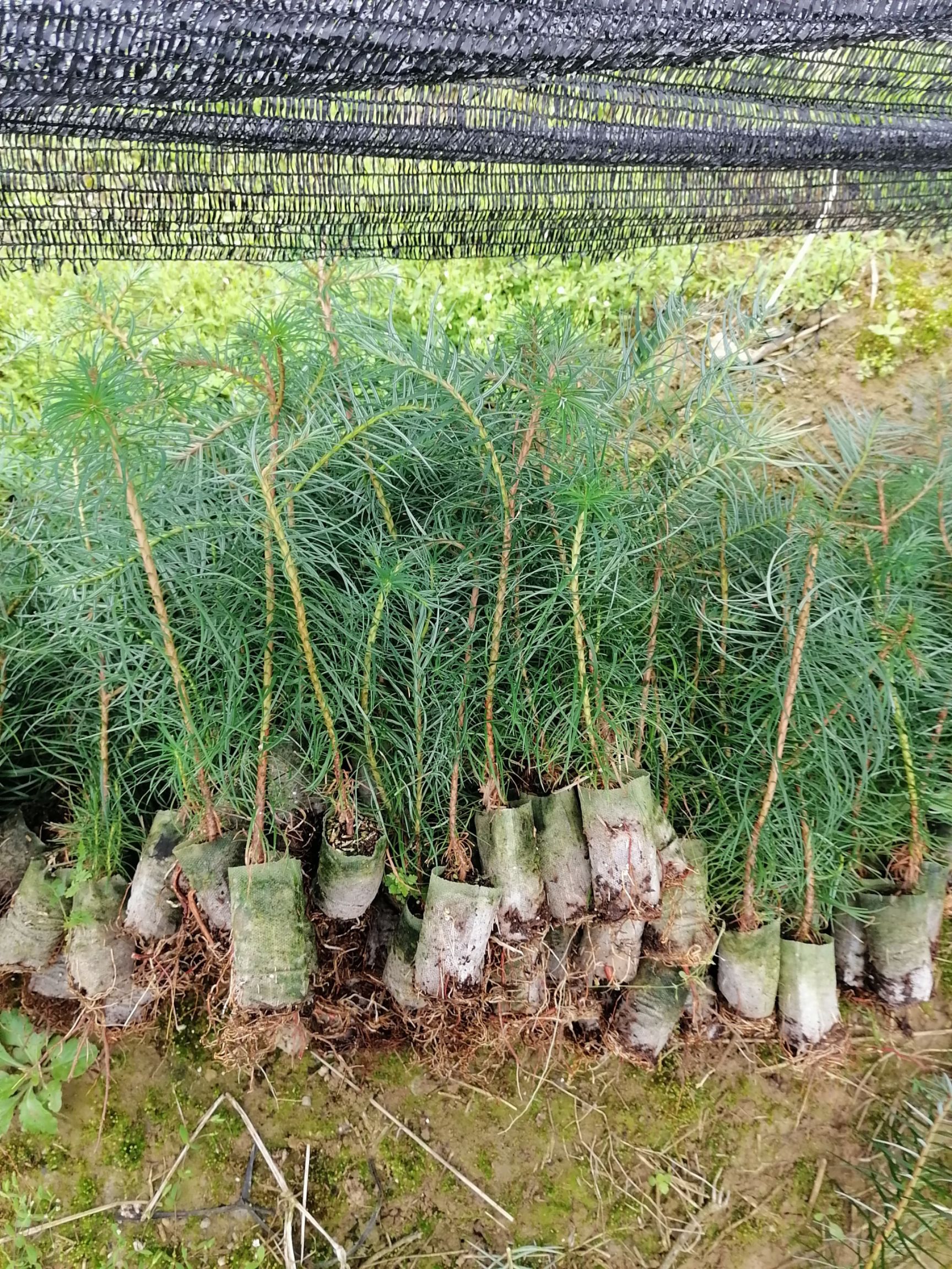  柳州融安香杉牌速生杉木苗