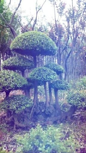 百年精品古桩   天然舍利镂空   小叶红芽赤楠