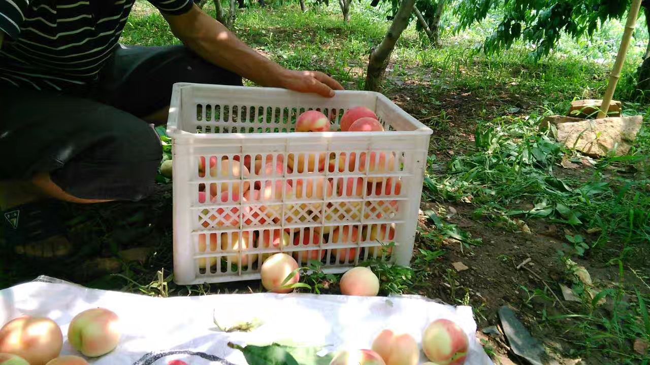 早凤王桃  大、脆、甜、多汁