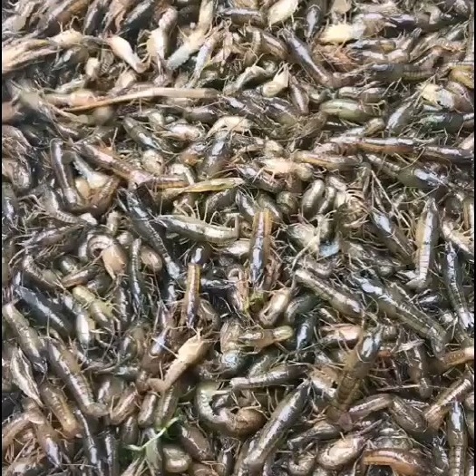 荆州小龙虾苗  虾苗低价批发1000到5000随时有货.千亩养殖基地欢迎考察
