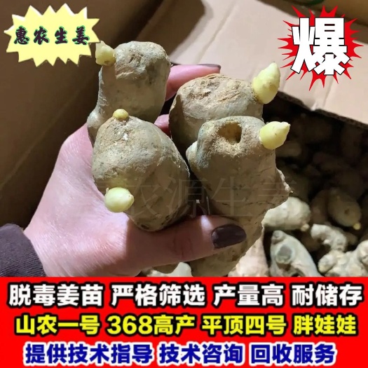 唐山【姜种】368高产姜种催芽姜种提供技术指导全国发货包回收