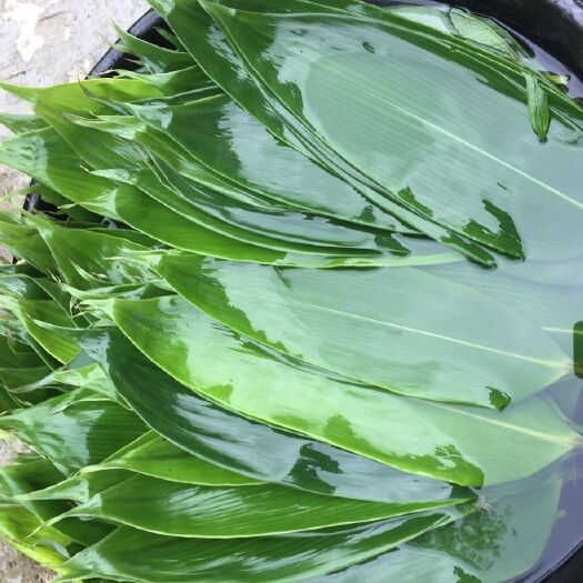 万载县 粽子节端午节粽叶