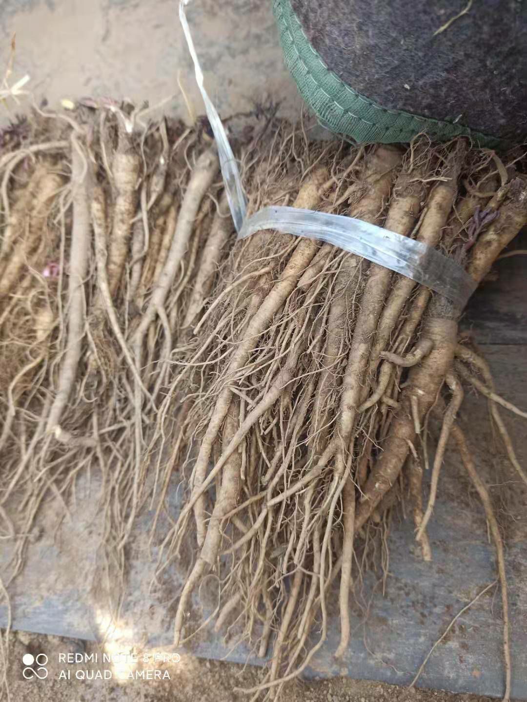 独活种苗！独活种籽产地直销！欢迎大家来咨询订购，质量保证！